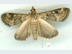 Achyra nigrirenalis