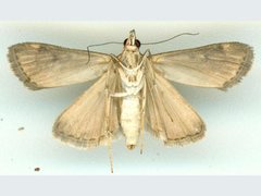 Achyra nigrirenalis