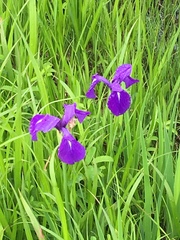 Iris laevigata