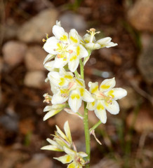 Anticlea elegans elegans