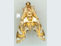 Margarosticha euprepialis