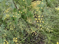 Bupleurum scorzonerifolium