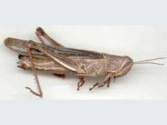 Austracris basalis
