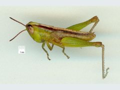 Bermius odontocercus