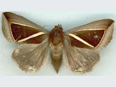 Chalciope alcyona