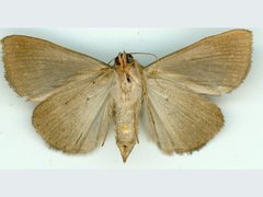 Chalciope alcyona