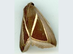 Chalciope alcyona