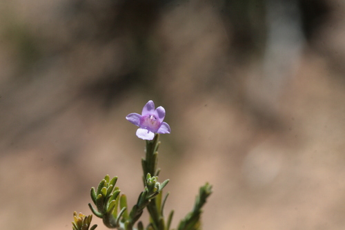 Eremophila microtheca