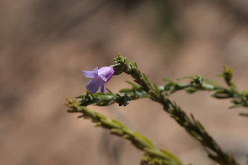 Eremophila microtheca, photograph 1