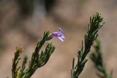 Benjamin Anderson, CC BY, iNaturalist via GBIF Eremophila microtheca, photograph Benjamin Anderson, CC BY, iNaturalist via GBIF