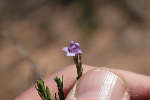 Eremophila microtheca, photograph 3