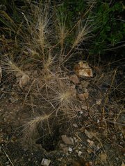 Elymus multisetus