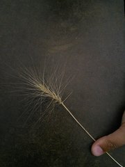 Elymus multisetus