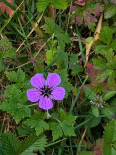 Geranium procurrens, photograph 4