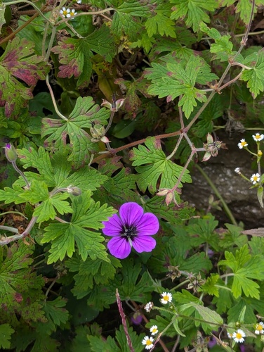 Geranium procurrens, photograph 3