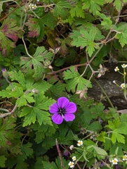 Geranium procurrens, photograph (c) Sagnik Dutta Roy, some rights reserved (CC BY)