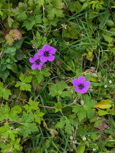 Geranium procurrens, photograph 2