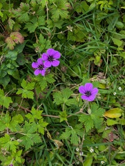 Geranium procurrens, photograph (c) Sagnik Dutta Roy, some rights reserved (CC BY)