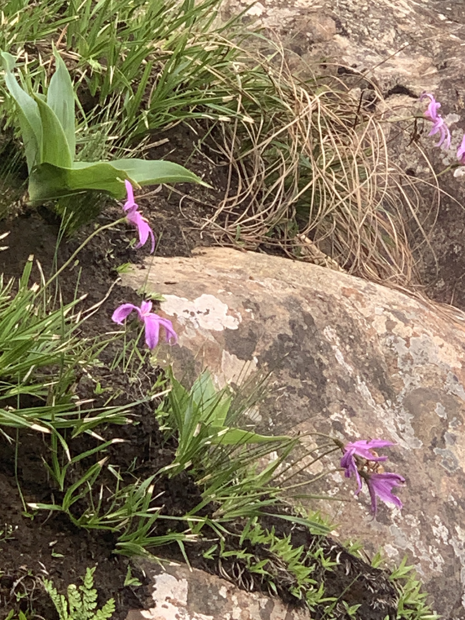 Imagem de Flor-da-ressurreição