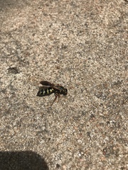 Myzinum quinquecinctum