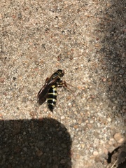 Myzinum quinquecinctum