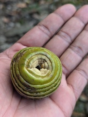(c) Sagnik Dutta Roy, some rights reserved (CC BY) Quercus lamellosa, photograph (c) Sagnik Dutta Roy, some rights reserved (CC BY)