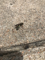 Myzinum quinquecinctum