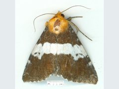 Buzara latizona
