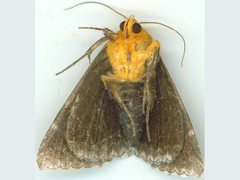 Buzara latizona