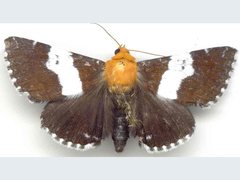 Buzara latizona
