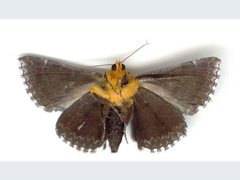 Buzara latizona