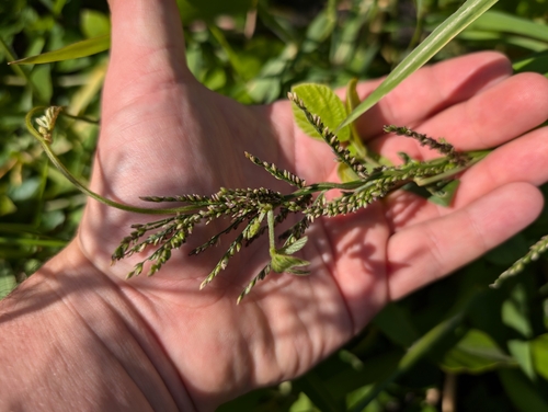 Image of Urochloa mutica by (c) Damien Wallace, some rights reserved (CC BY)