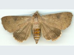 Avatha discolor