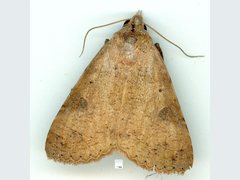 Avatha discolor
