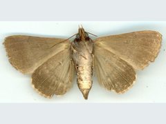 Avatha discolor