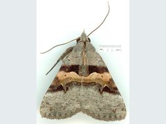 Avatha discolor