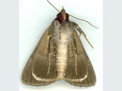 Avatha discolor