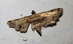 Sufetula