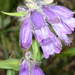 Penstemon bleaklyi - Photo (c) Don Loarie, algunos derechos reservados (CC BY)