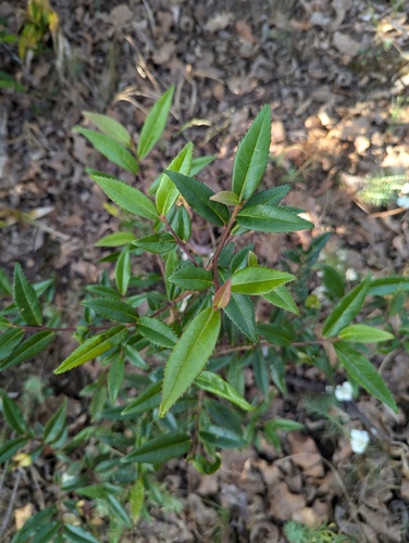 Berberis wallichiana, photograph 2