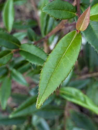 Berberis wallichiana, photograph 1