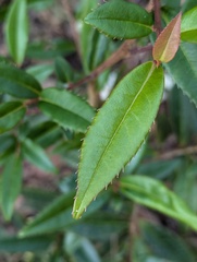(c) Sagnik Dutta Roy, some rights reserved (CC BY) Berberis wallichiana, photograph (c) Sagnik Dutta Roy, some rights reserved (CC BY)