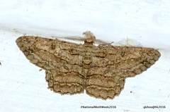 Hypomecis transcissa