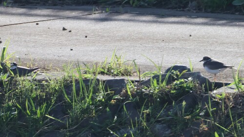 Long-billed Plover (Thinornis placidus), photo 10
