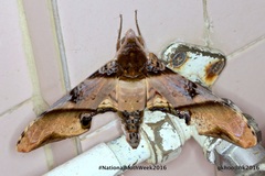 Amplypterus panopus
