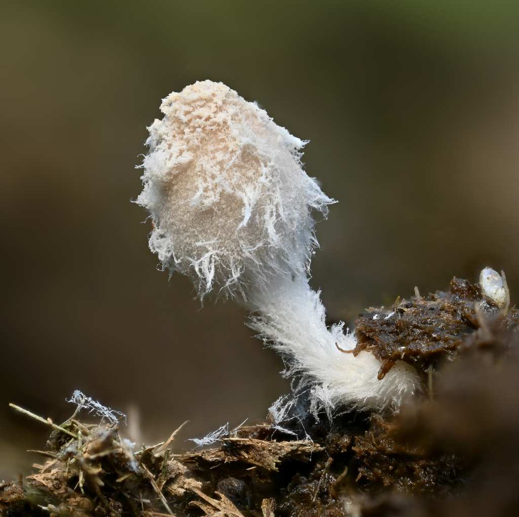 Coprinopsis pseudonivea