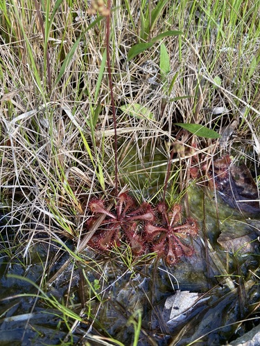 Drosera tokaiensis iNat (3)