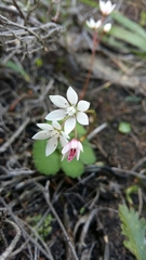 Crassula capensis capensis