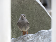 Phoenicurus ochruros