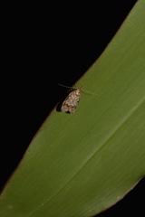 Philobota baryptera
